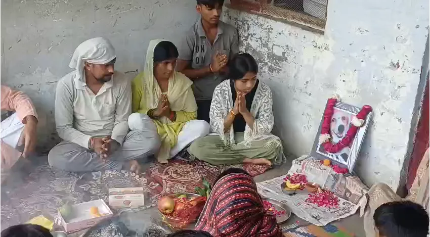 मेरठ में पालतू कुत्ते टफ्फू की इंसानों की तरह तेरहवीं, बेटी 12 साल से बांधती थी राखी