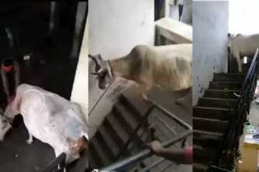 गौमाता पहुंची ऐसी जगह की हर कोई हो गया अचंभित
